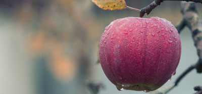apple_2